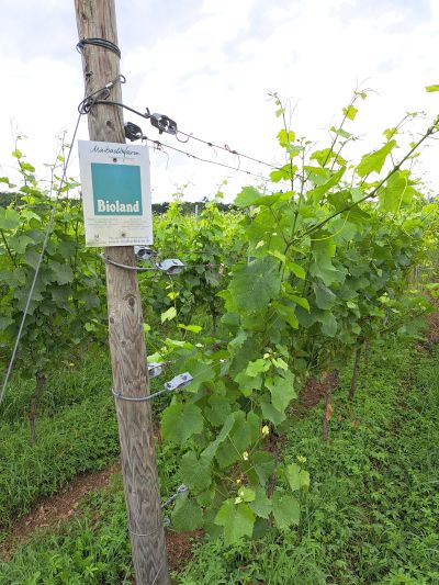 Weinberg Biolandwinzer