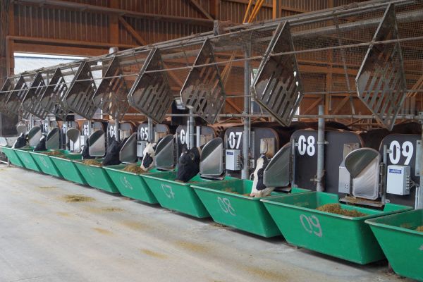 Wiegetroganlage im Versuchsstall von Haus Riswick