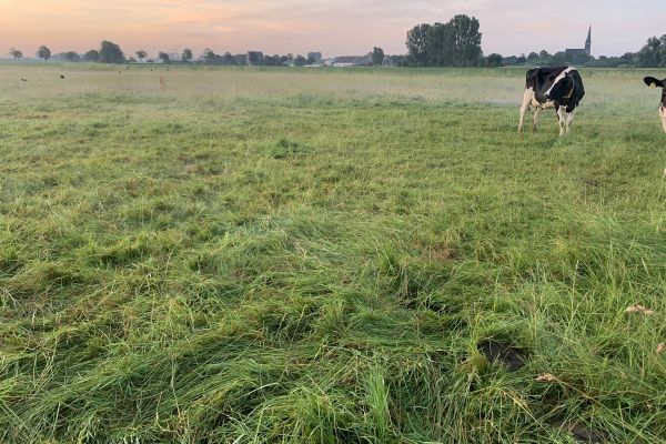 Mobgrazing Weide Riswick