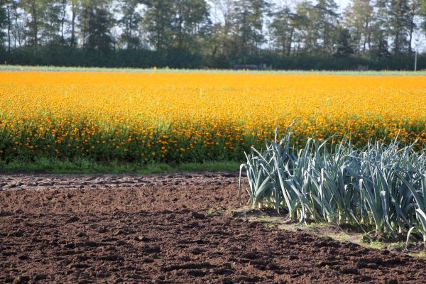 Tagetes-Feld