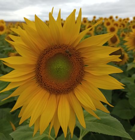 Portrait einer Sonnenblume