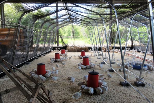 Masthähnchen im Biohof Frohnenbruch