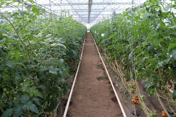 Gewächshaus mit Tomaten