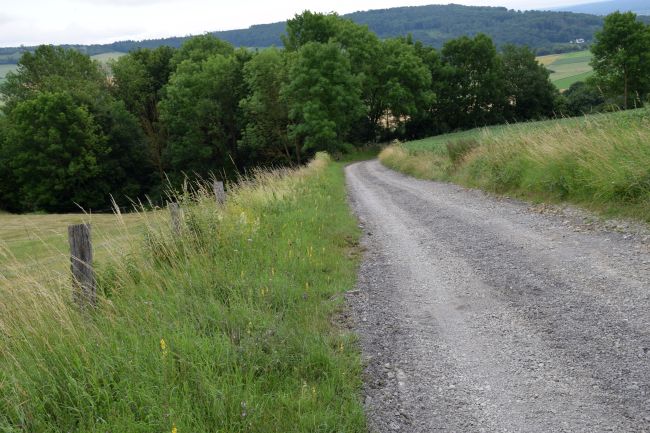 Biodiversität entlang eines Weges
