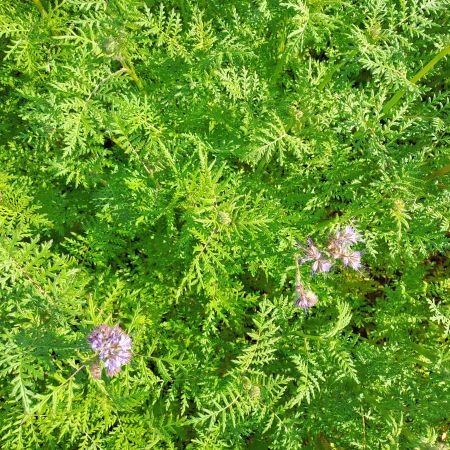 Drohnensaat mit Phacelia