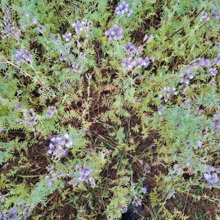 Drohnensaat mit Phacelia