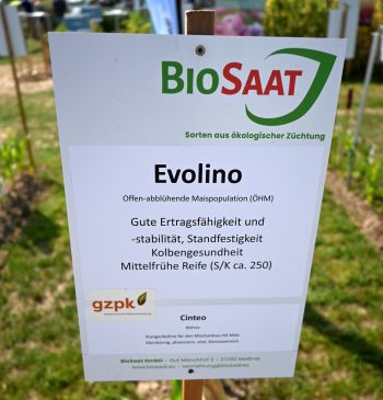 Populationssorten Mais - Evolino