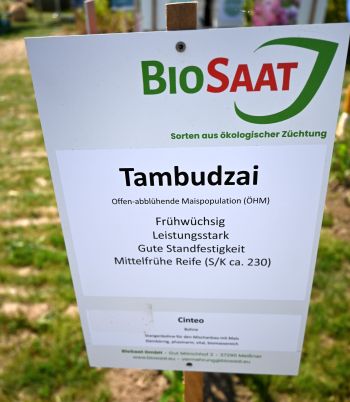 Populationssorten Mais - Tambudzai