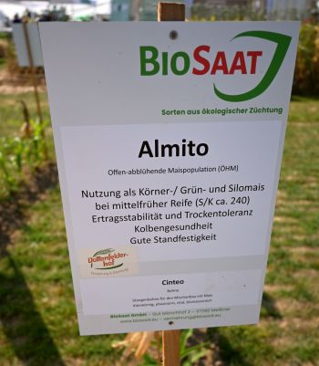 Populationssorten Mais - Almito