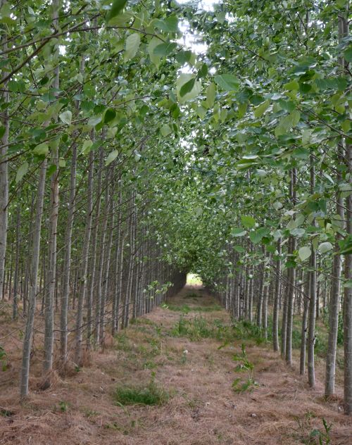 Agroforst auf dem Wassergut Canitz