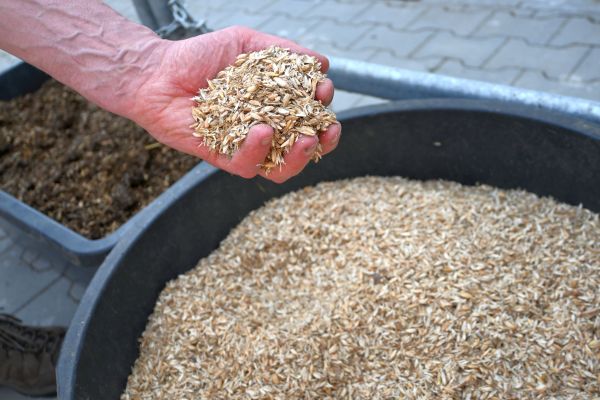 Kompostierung - Frisches Einstreumaterial