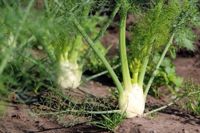 Bio-Fenchel 