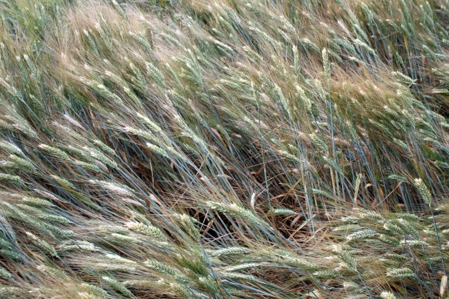 Durum