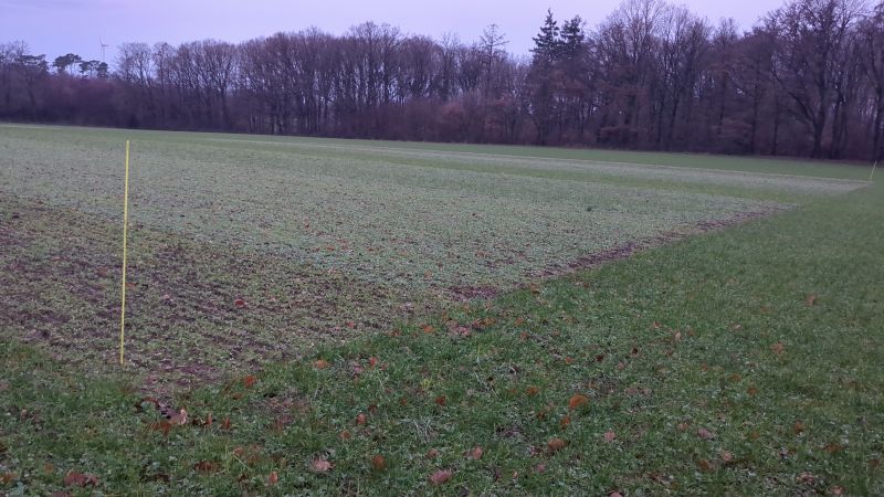 KleeValue Versuchsfläche