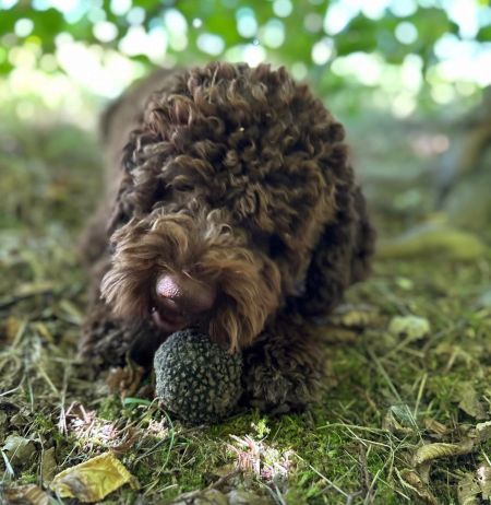 Trüffelhund mit Trüffeln