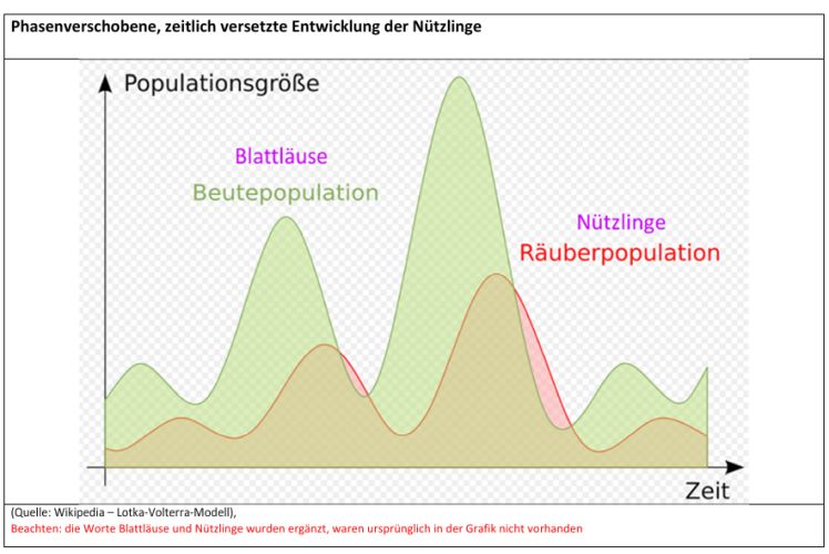 Phasenverschobene, zeitlich versetzte Entwicklung der Nützlinge 