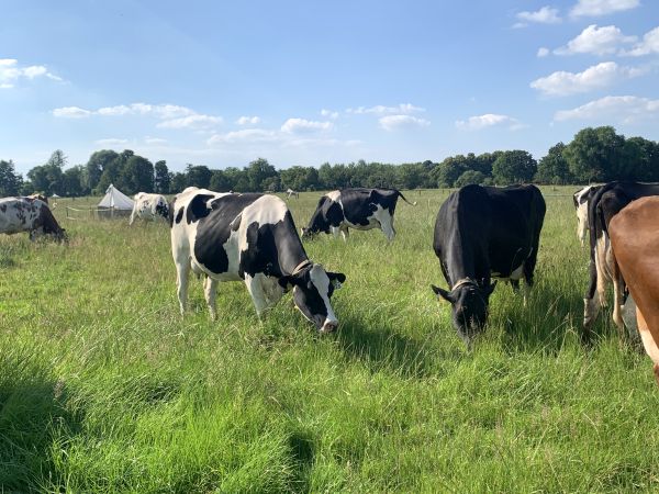 Mobgrazing im Juni