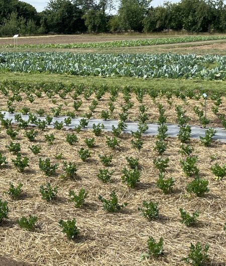 Gemüsebautag Mulch in Sellerie