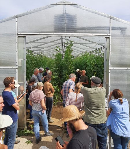 Gärtnerexkursion, Tomaten im Gewächshaus