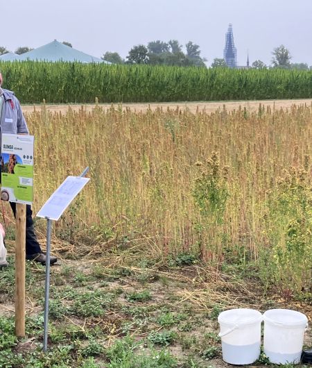 Quinoa Versuch Düsse