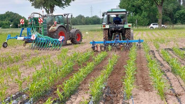 Hacken nach Gülle in Mais