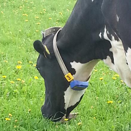 Weidende Milchkuh