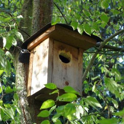 Nisthilfe für Buntspecht