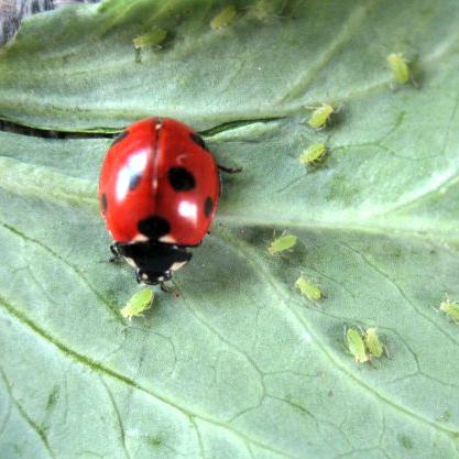Nützling gegen Schädlinge: Marienkäfer frisst Läuse