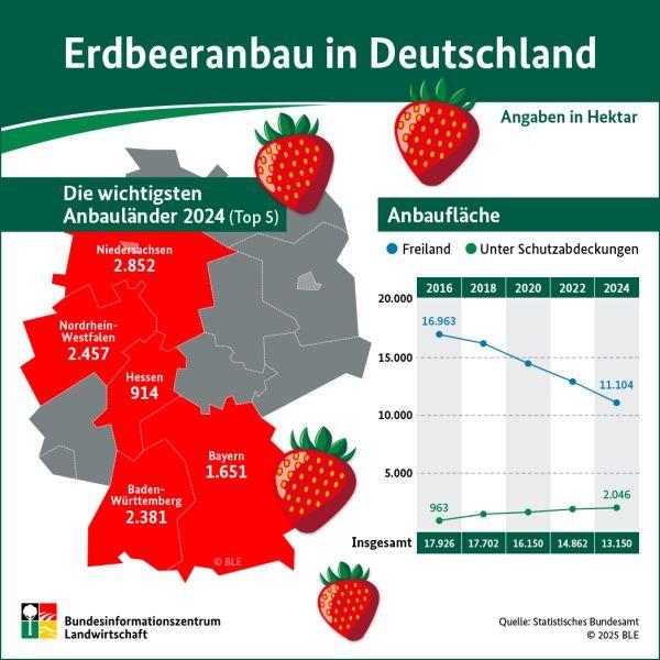 Infografik Erdbeeranbau