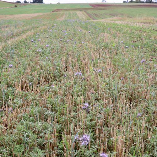 Drohnensaat Phacelia