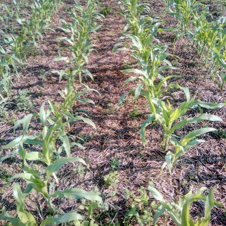Planting green mit Wintererbsen 