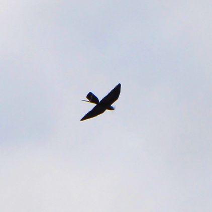 Vogel-Drohne