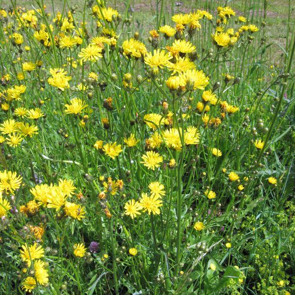 Wiesenpippau