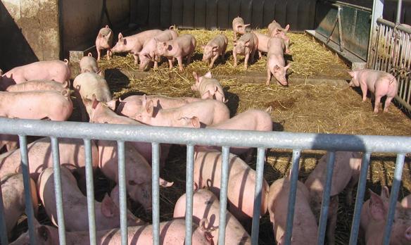 Mastschweine auf Stroh