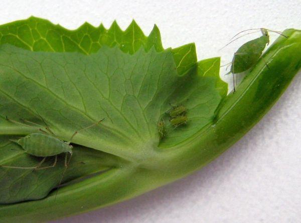 Blattläuse auf Erbsen