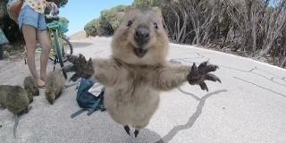 Quokka, das mit ausgebreiteten Armen auf die Kamera zu hüpft