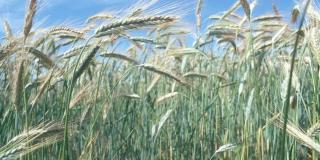 Triticale, einzelne Ähren erkennbar