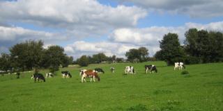 Milchviehherde auf der Weide, Foto: Dr. Gudrun Plesch