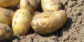 Kartoffeln im Sortenversuch gerade ausgemacht auf Feld liegend
