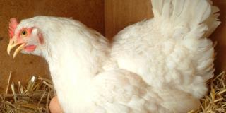 Huhn im Nest, zwei Eier sichtbar