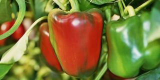 Paprikaanbau im Gewächshaus, einzelne, sich rot färbende Paprika erkennbar