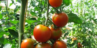 Tomatenrispe an Pflanze im Gewächshaus, Foto: Ute Schepl, LWK NRW