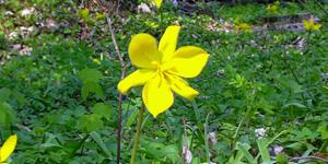 Gelb blühende Wildtulpen im Heisterbach