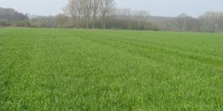 Weidefläche, Foto: LWK NRW, Haus Riswick 