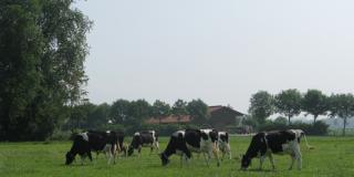Schwarzbunte Milchkühe auf der Sommerweide 