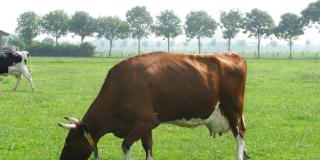 Weidende Milchkuh