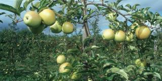 Apfelplantage