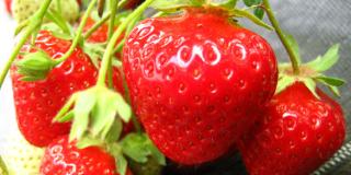 Frühe Erdbeersorte Daroyal erntereif