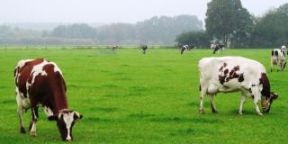 Zwei Milchkühe weiden auf der Herbstweide