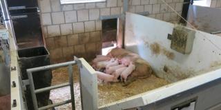 Sau säugt Ferkel im Stall auf Stroh liegend